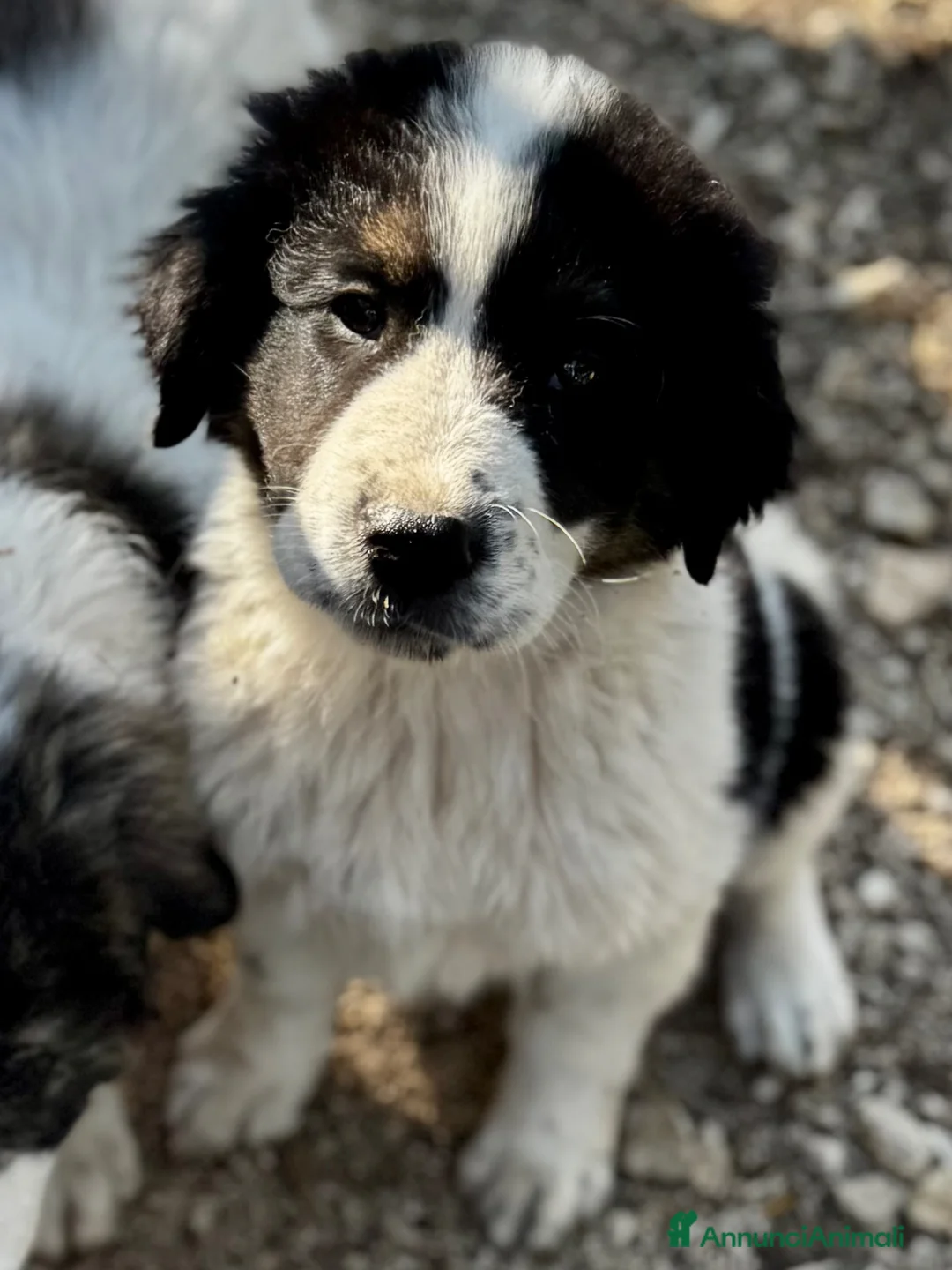 Meticcio cani in regalo: Nebbia cucciolo taglia gigante socievole a Città metropolitana di Milano - Annuncio 2