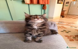 Maine Coon gatti in vendita: Cuccioli Maine Coon  - Immagine 4