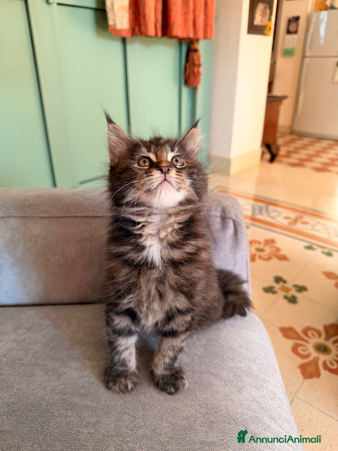 Maine Coon gatti in vendita: Cuccioli Maine Coon  - Immagine 4