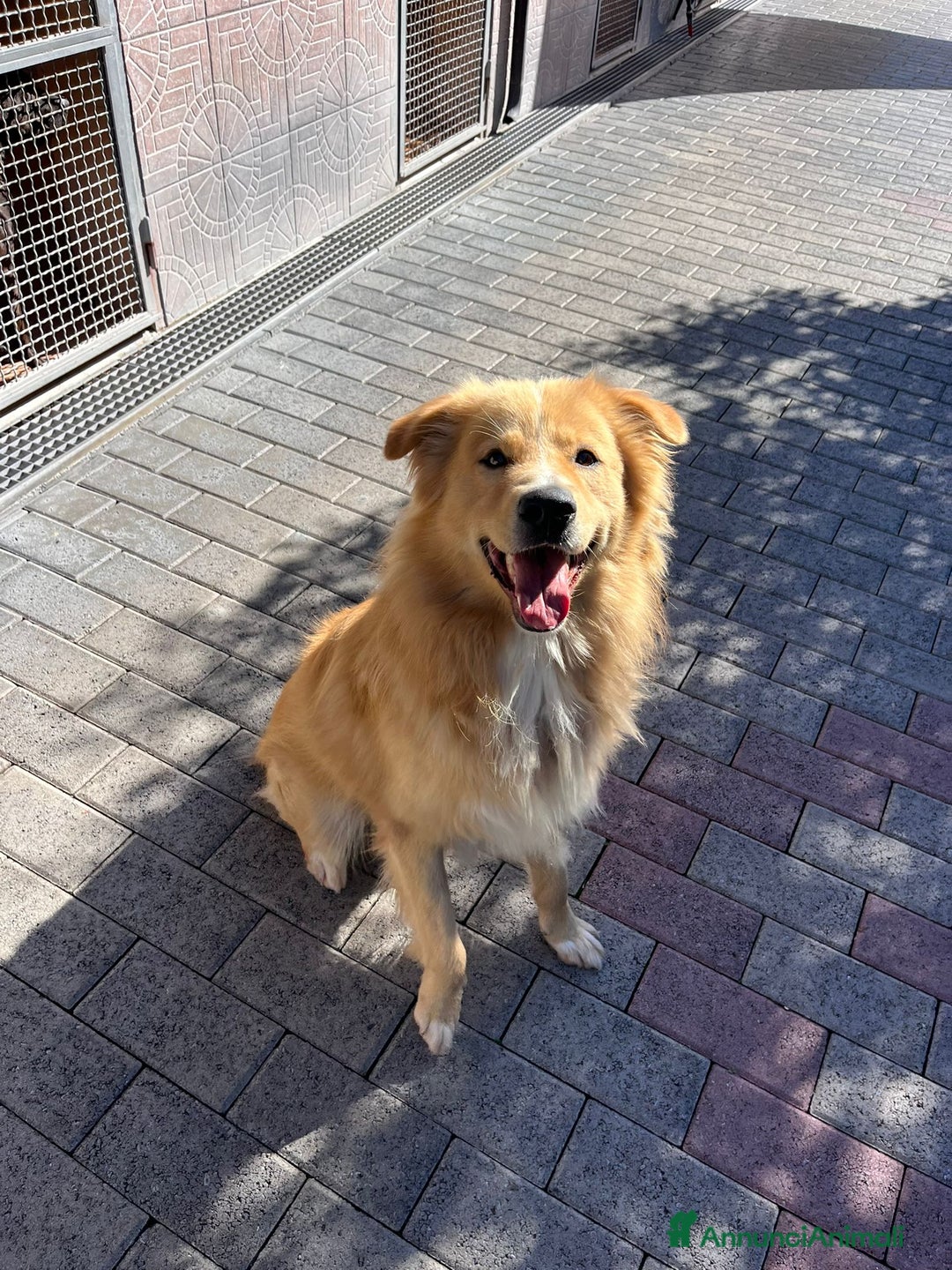 Meticcio cani in regalo: DIOR CAGNOLINO FULVO - Annuncio 7