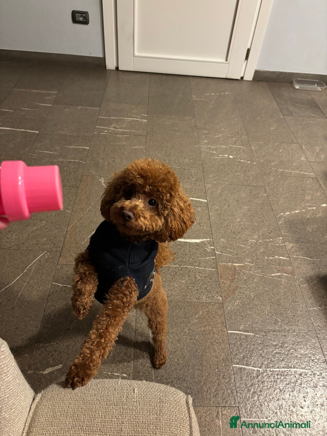 Barboncino Toy cani per accoppiamento: Barboncino toy red disponibile per accoppiamento  a Provincia di Rimini - Annuncio 2