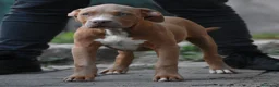 American Bully cani in vendita: Cucciole di American Bully XL. - Annuncio 5