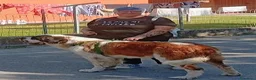 San Bernardo cani in vendita: Cuccioli di san Bernardo  a Provincia di Cuneo - Annuncio 4