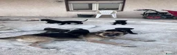 Meticcio cani in regalo: Cuccioli meticci - Annuncio 2