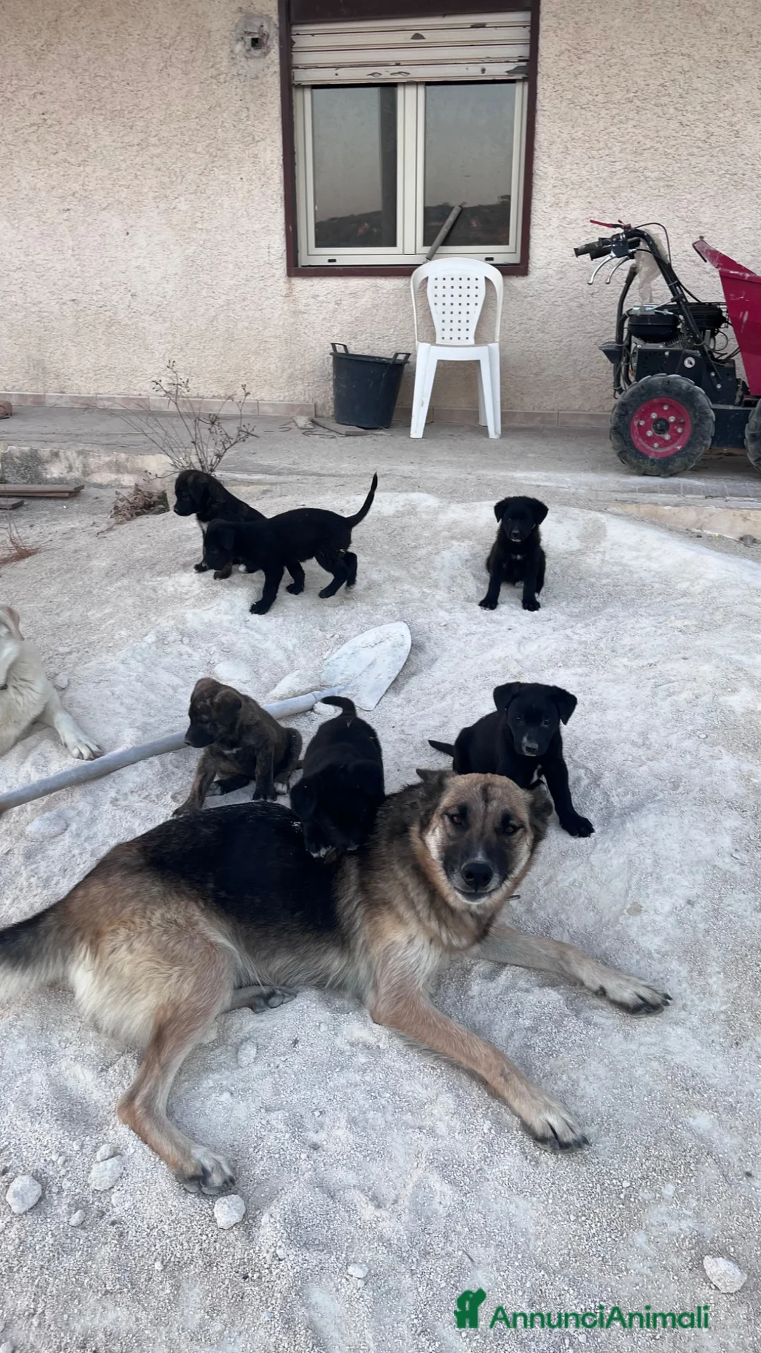 Meticcio cani in regalo: Cuccioli meticci - Annuncio 2