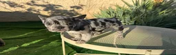 Bulldog Francese cani in vendita: Bulldog francese blue e blue merle  - Annuncio 3
