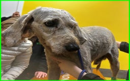 Lagotto cani in regalo: ALDO, DOLCE SIMIL LAGOTTINO 4 ANNI, UNA VITA NEGAT - Immagine 9