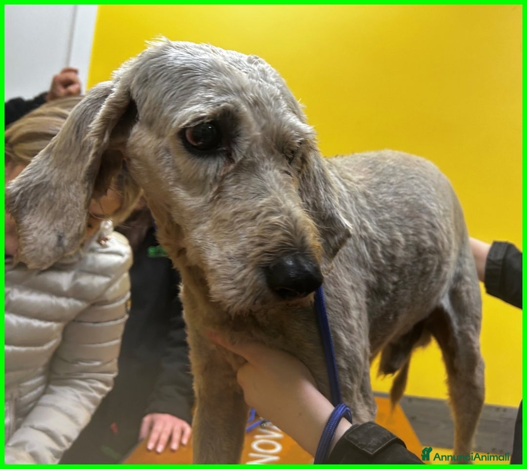 Lagotto cani in regalo: ALDO, DOLCE SIMIL LAGOTTINO 4 ANNI, UNA VITA NEGAT - Immagine 9