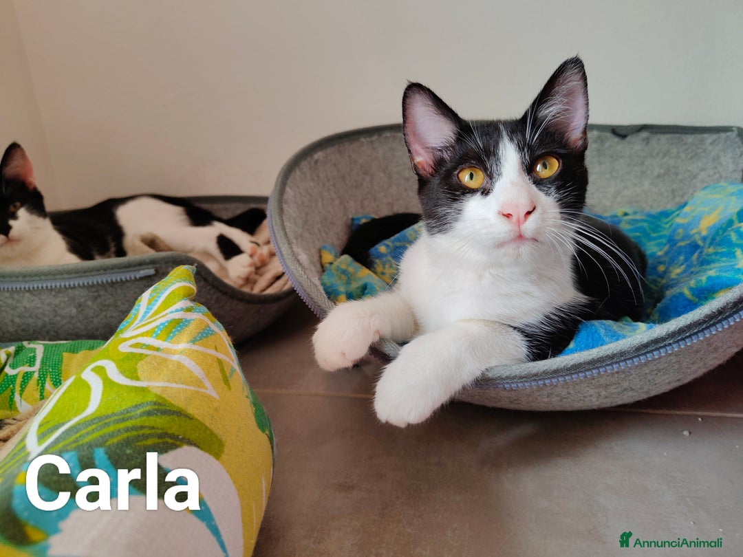 Europeo gatti in regalo: Veronica e Carla cercano casa - Immagine 3