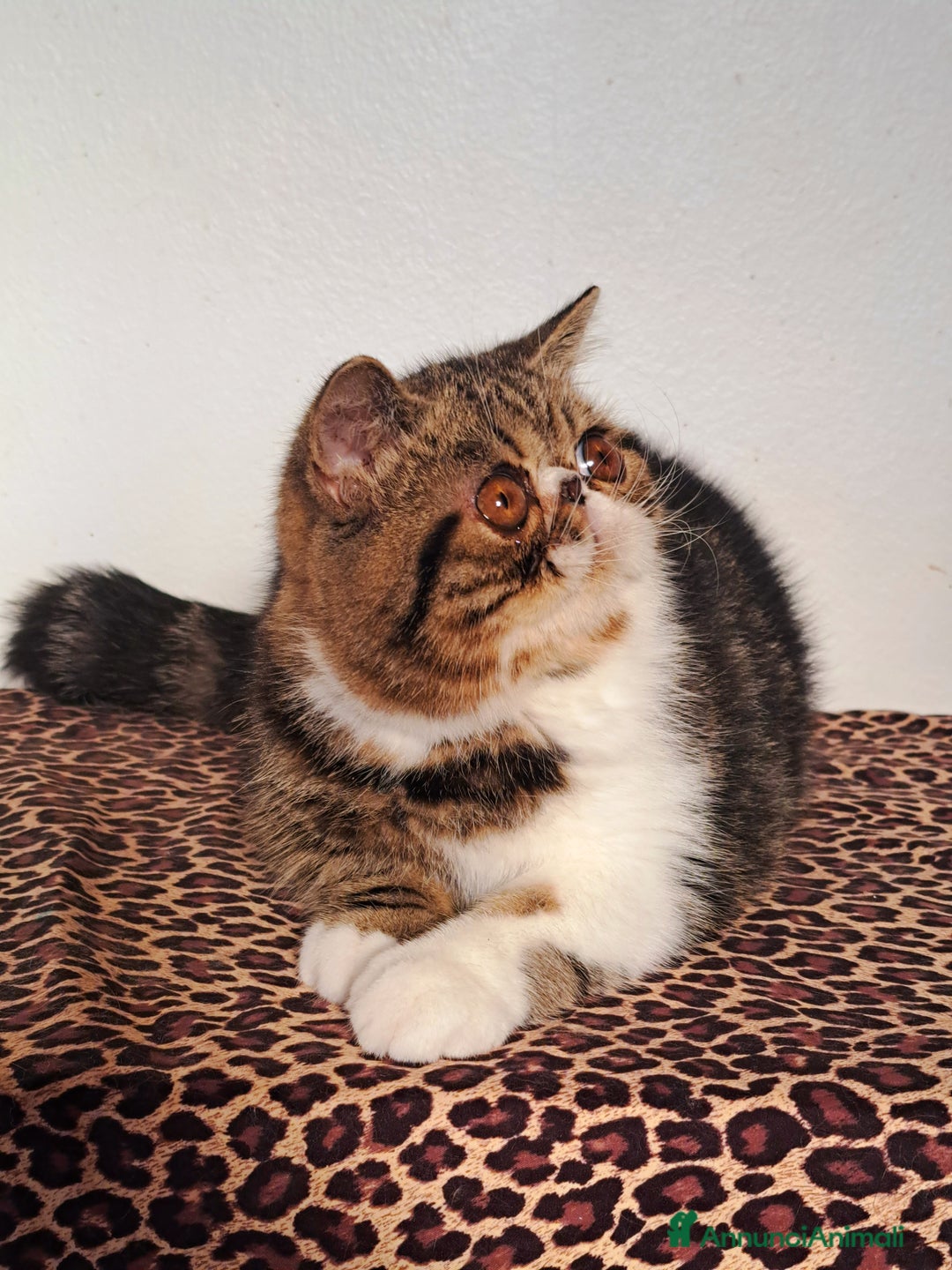 Exotic Shorthair gatti in vendita: Bellissimo cucciolo exotic - Annuncio 3