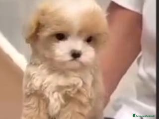 Meticcio cani Maltipoo maschio - Annuncio 29