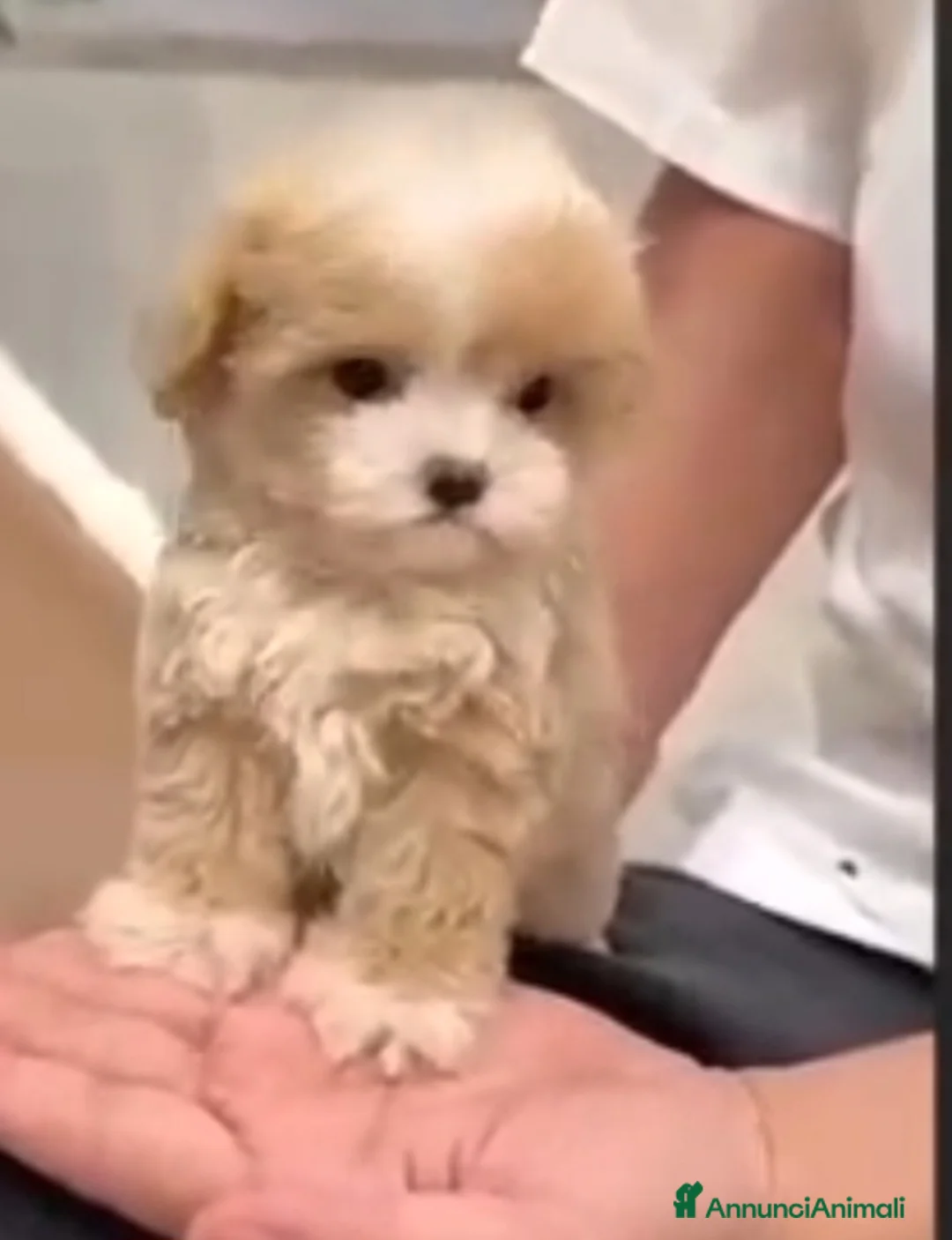 Meticcio cani in vendita: Maltipoo maschio  - Annuncio 1