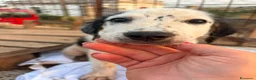 Meticcio cani in regalo: Mia 2mesi e 1/2 tg media futura SOS CASA SICILIA - Annuncio 3