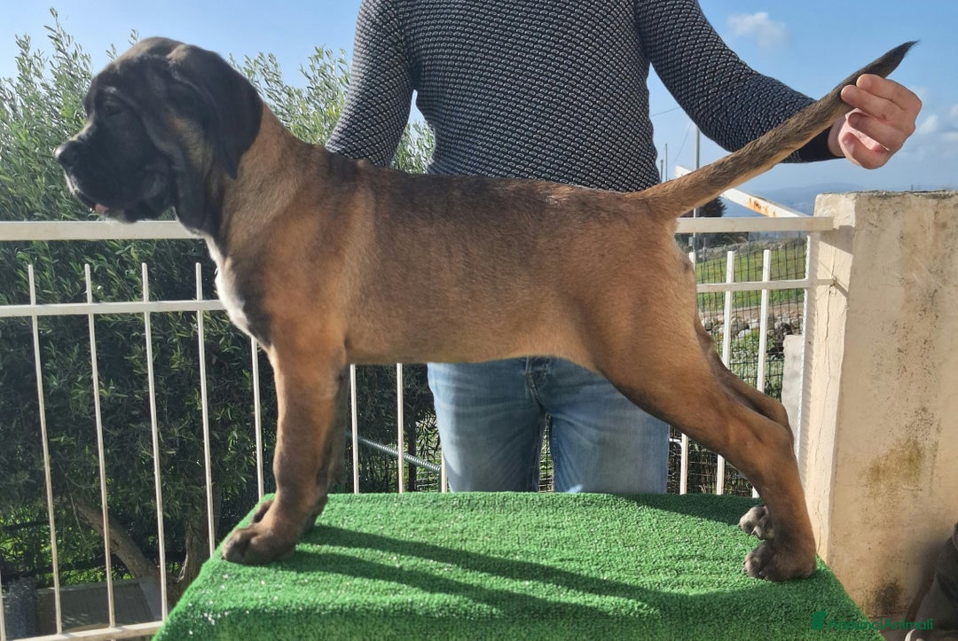 Cane Corso cani in vendita: Cucciole Cane Corso Pedigree - Annuncio 13