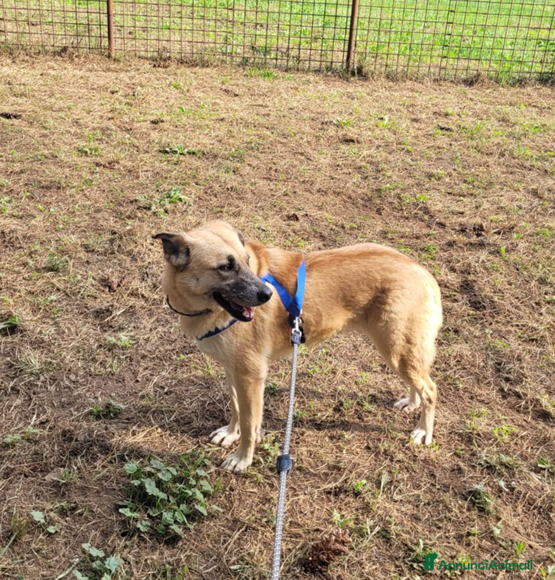 Meticcio cani in regalo: Splendida meticcia - RAJA a Città metropolitana di Milano - Annuncio 2