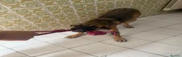 Meticcio cani in regalo: Wendy a Città metropolitana di Roma Capitale - Annuncio 16