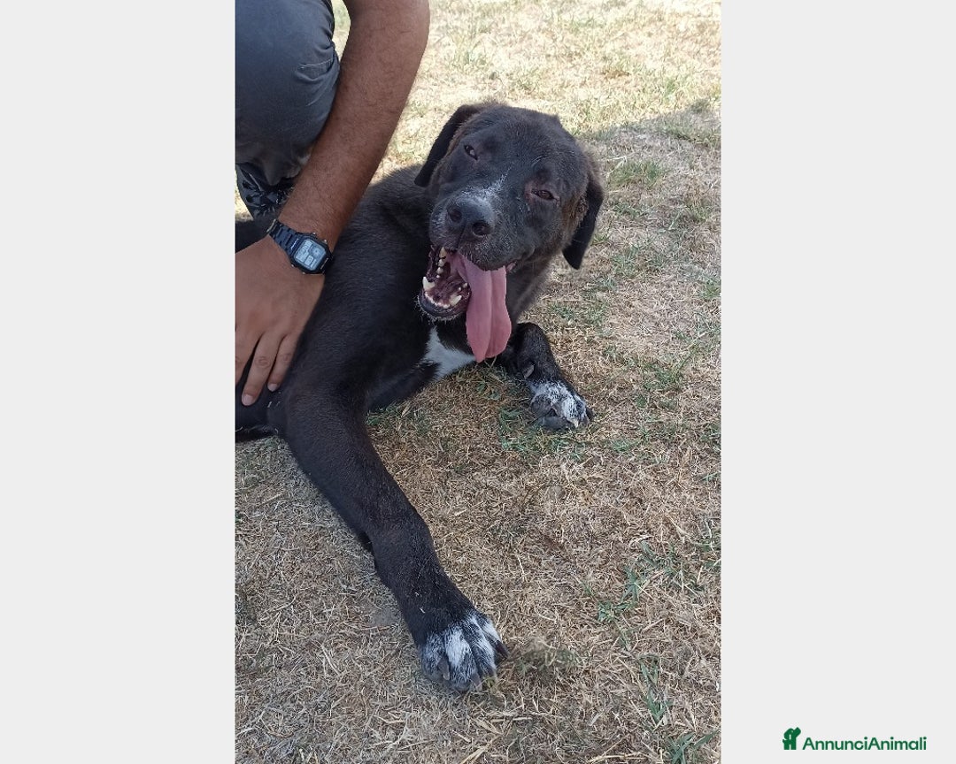 Meticcio cani in regalo: Reza, giovane cagnolone affettuoso e buono chiuso  a Latina - Annuncio 5