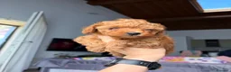 Barboncino Toy cani in vendita: Barboncini Toy a Provincia di Bergamo - Annuncio 5