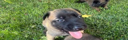 Beagle cani in vendita: Pastore belga Malinois  - Annuncio 4