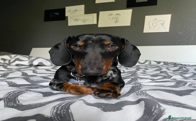 Bassotto cani a Provincia di Grosseto - Annuncio 12