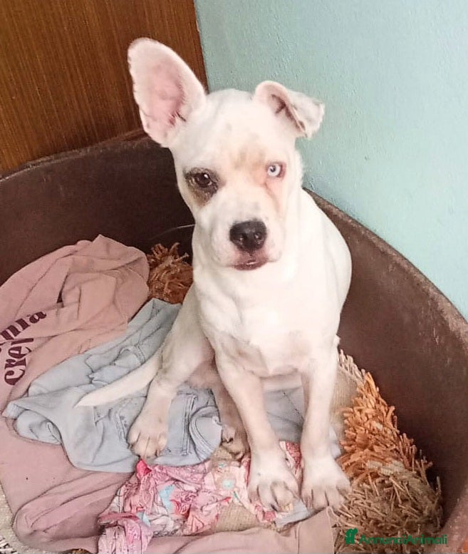 Meticcio cani UNA MAMMA PER ICE - Annuncio 2