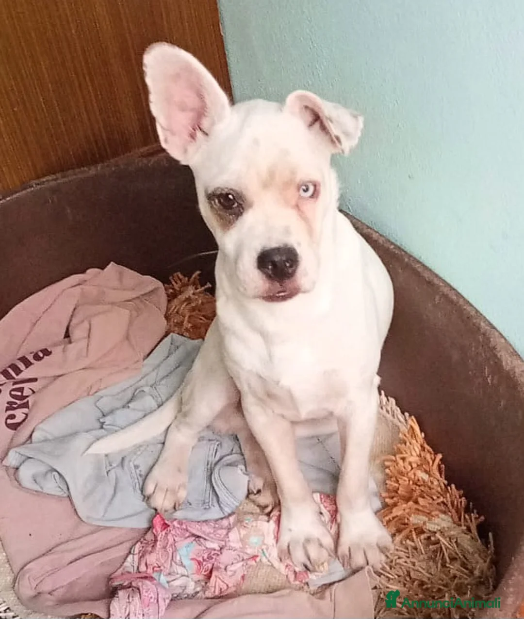 Meticcio cani in regalo: UNA MAMMA PER ICE a Provincia di Varese - Annuncio 1