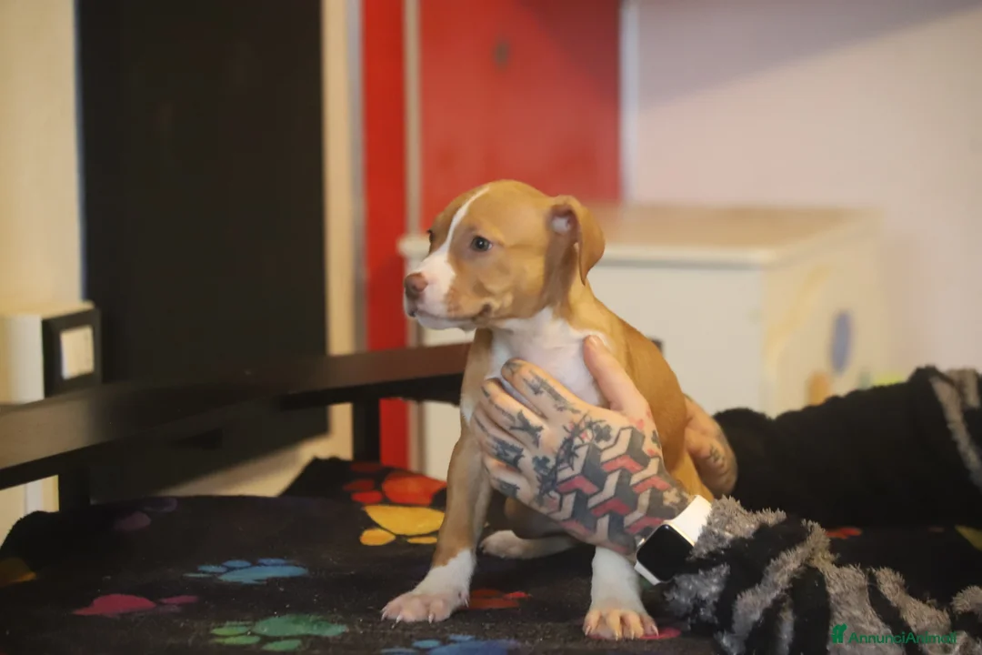 Pitbull cani in vendita: Cuccioli di Pit Bull con pedigree anche a rate - Annuncio 6