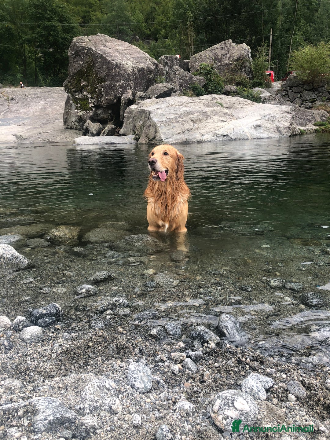 Golden Retriever cani per accoppiamento: Disponibile per accoppiamento - Annuncio 3