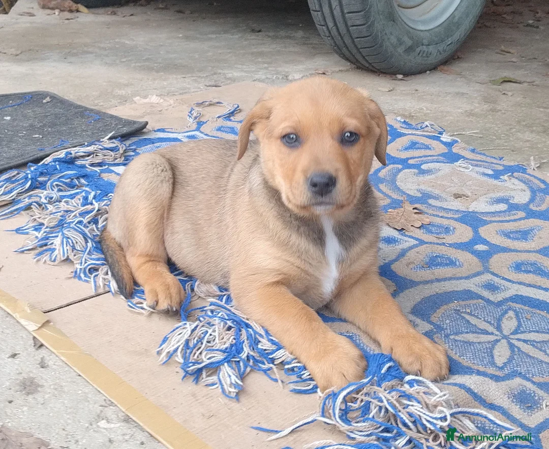 Meticcio cani in regalo: Si regalano i cagnolini  - Annuncio 5