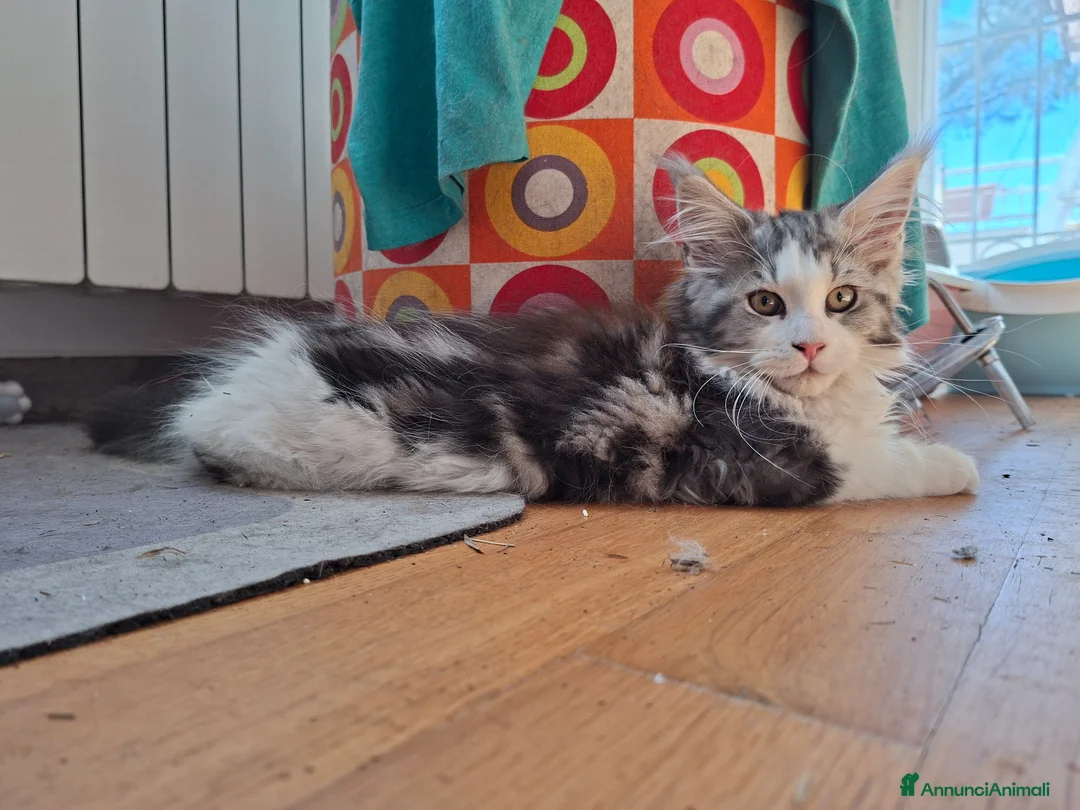 Maine Coon gatti in vendita: Cucciola maine coon a Città metropolitana di Roma Capitale - Annuncio 5