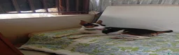 Meticcio cani in regalo: Wendy dolcissima cagnolina taglia medio piccola  - Annuncio 4