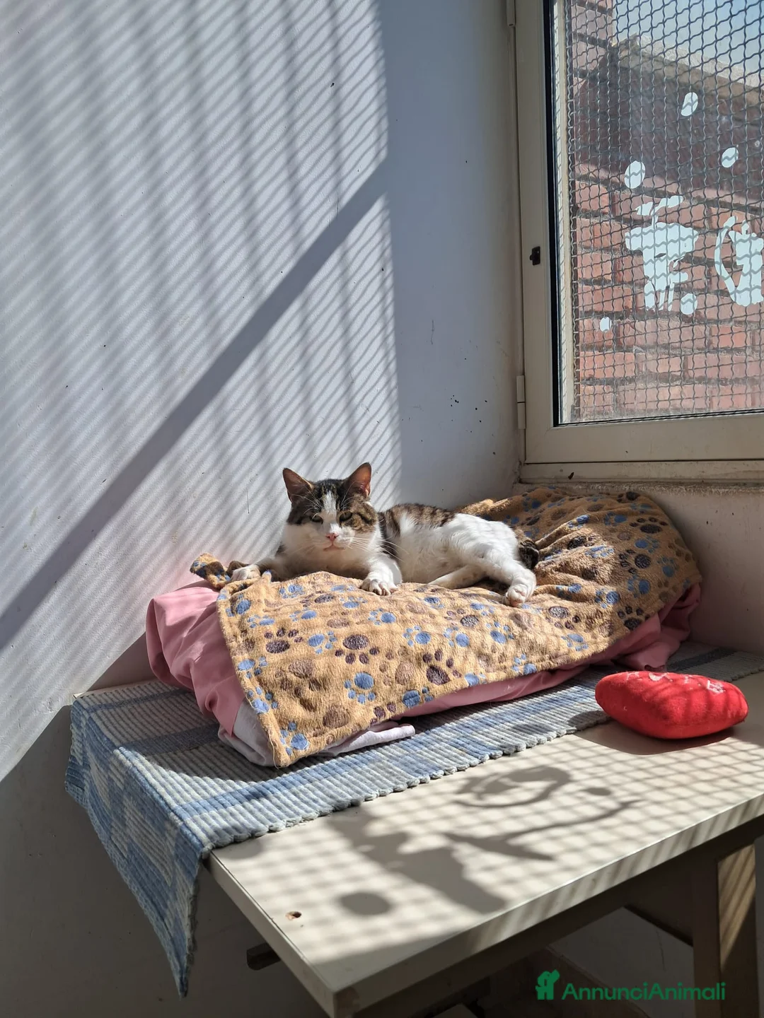 Meticcio gatti in regalo: Lucio, adozione del cuore  - Annuncio 3