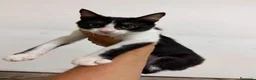 Meticcio gatti in regalo: Felicia, 4 mesi di dolcezza  - Annuncio 8