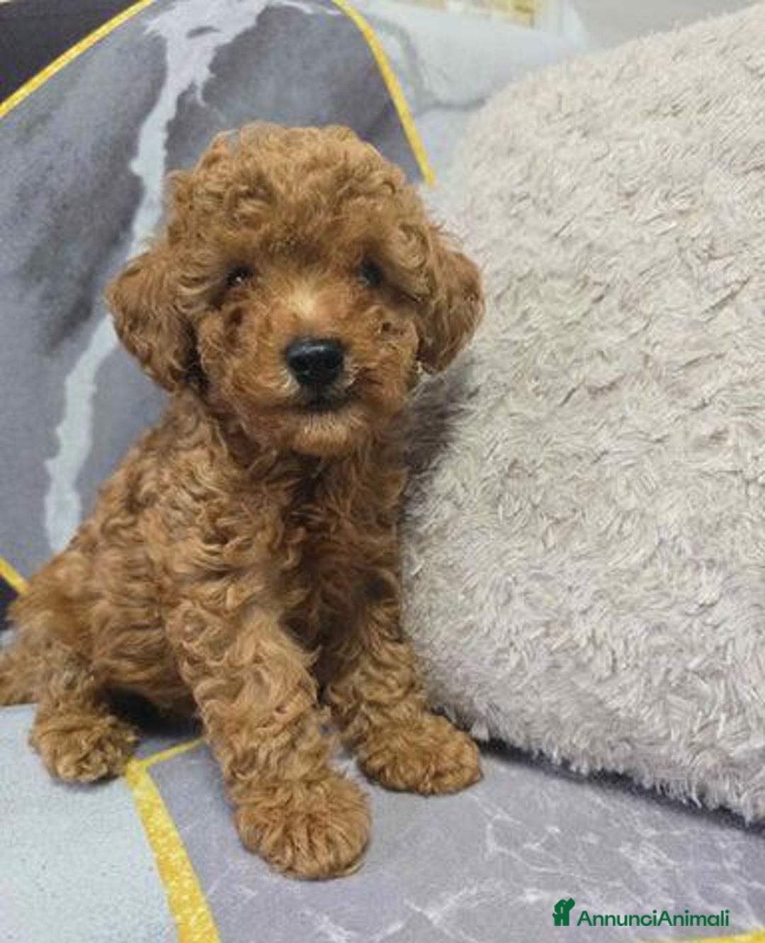 Barboncino Toy cani in vendita: Tre adorabili cuccioli di barboncino toy rossi - Annuncio 3