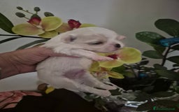 Maltese cani in vendita: Mini maltese coreano  a Provincia di Padova - Immagine 7
