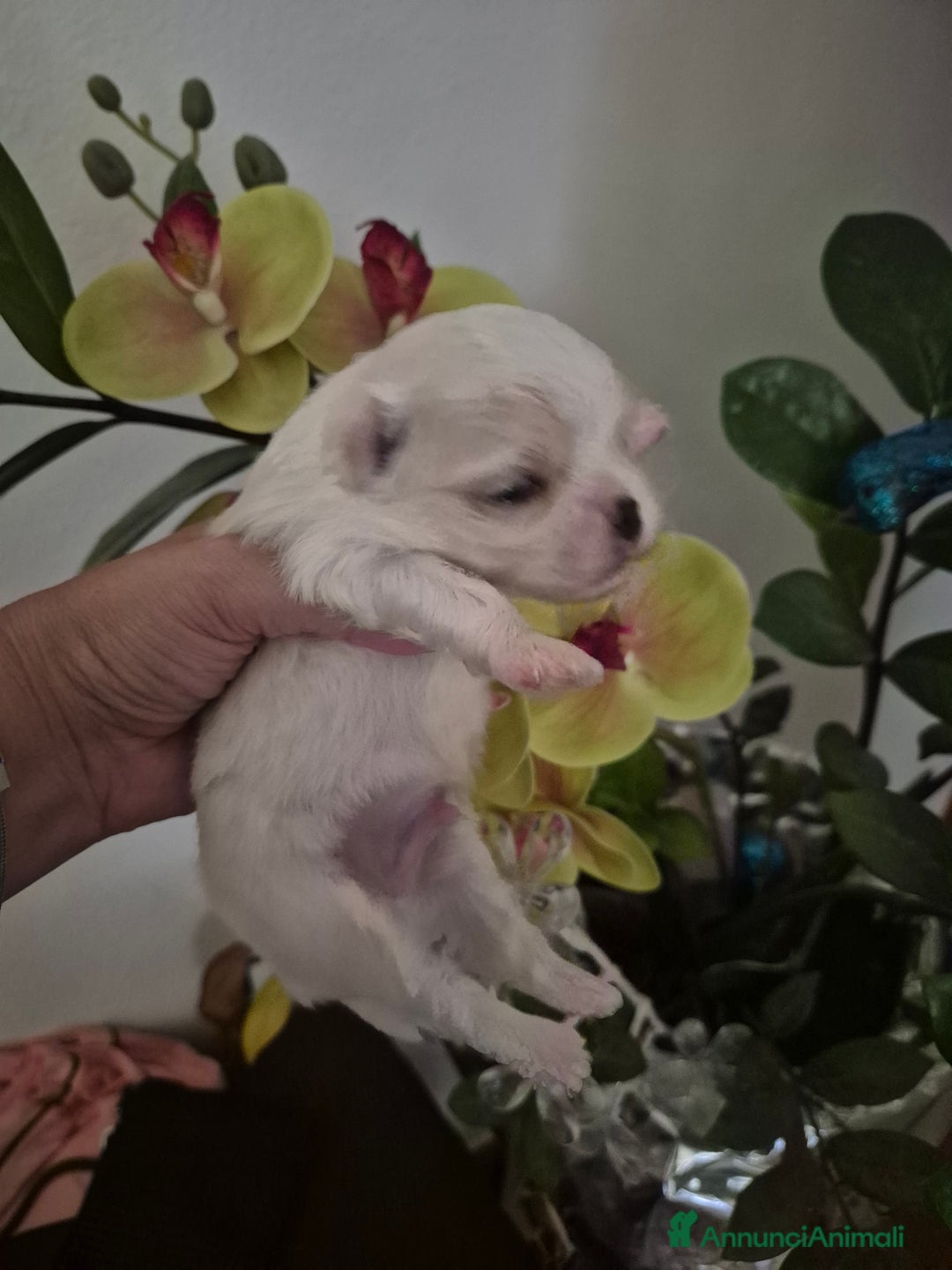 Maltese cani in vendita: Mini maltese coreano  a Provincia di Padova - Immagine 7