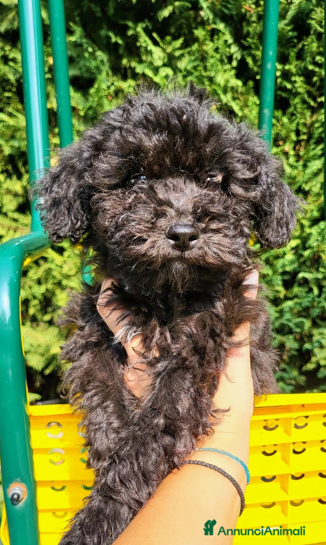 Barboncino cani in vendita: Cucciole di Barboncino - Annuncio 1