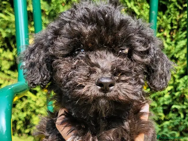 Barboncino cani Cucciole di Barboncino - Annuncio 1