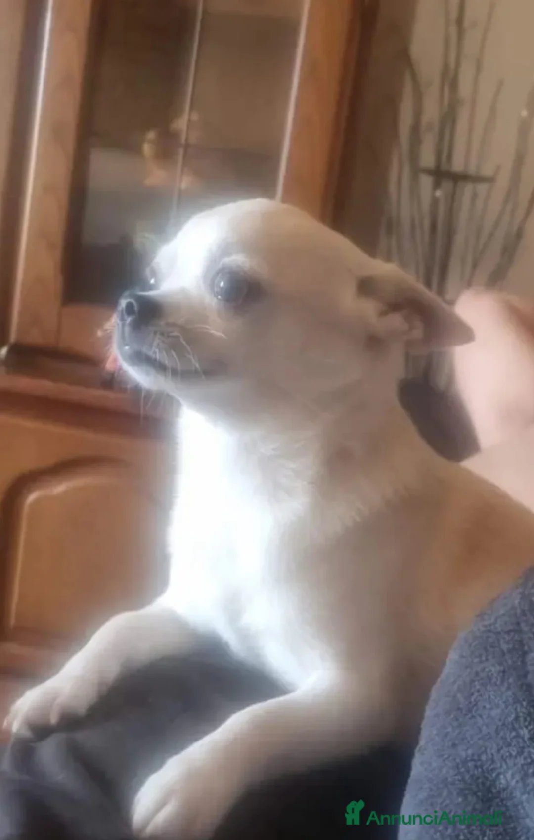 Chihuahua cani in vendita: Vendo cuccioli di chihuahua  a Provincia di Massa e Carrara - Annuncio 2
