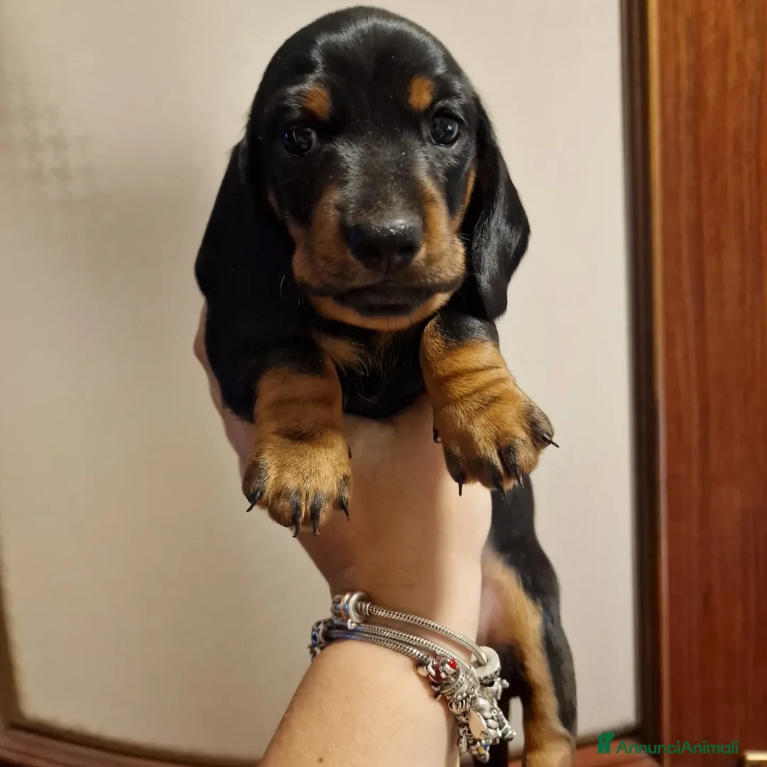 Bassotto cani in vendita: Bassotto arlecchino e cioccolato femmina e maschio - Annuncio 10