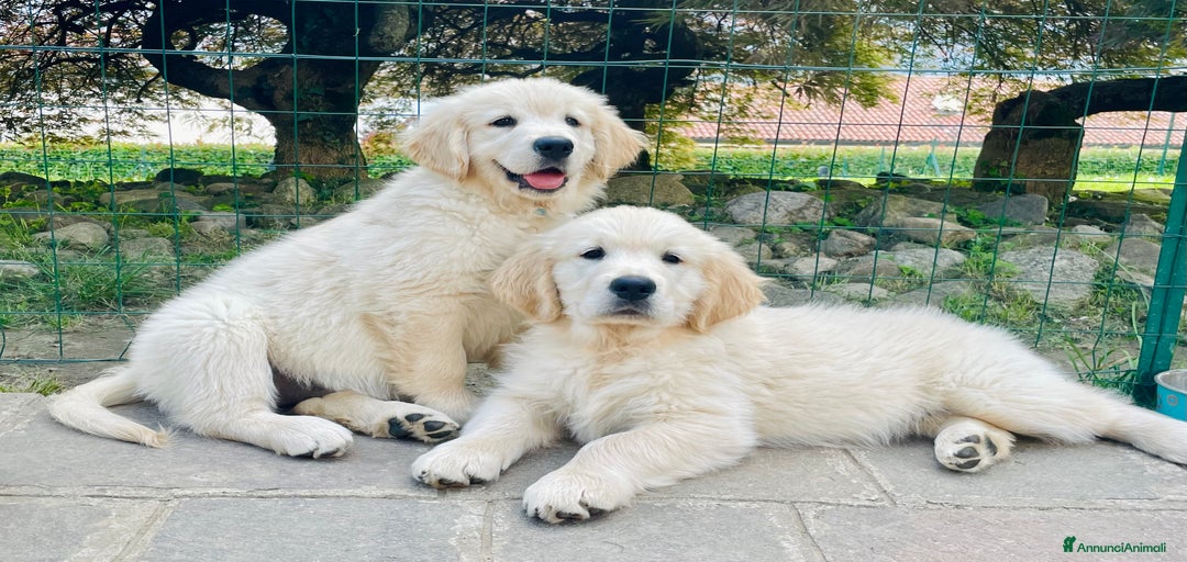 Immagine della galleria {{count}}