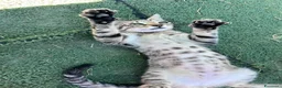 Europeo gatti in regalo: Tigrato 3 mesi - Annuncio 6