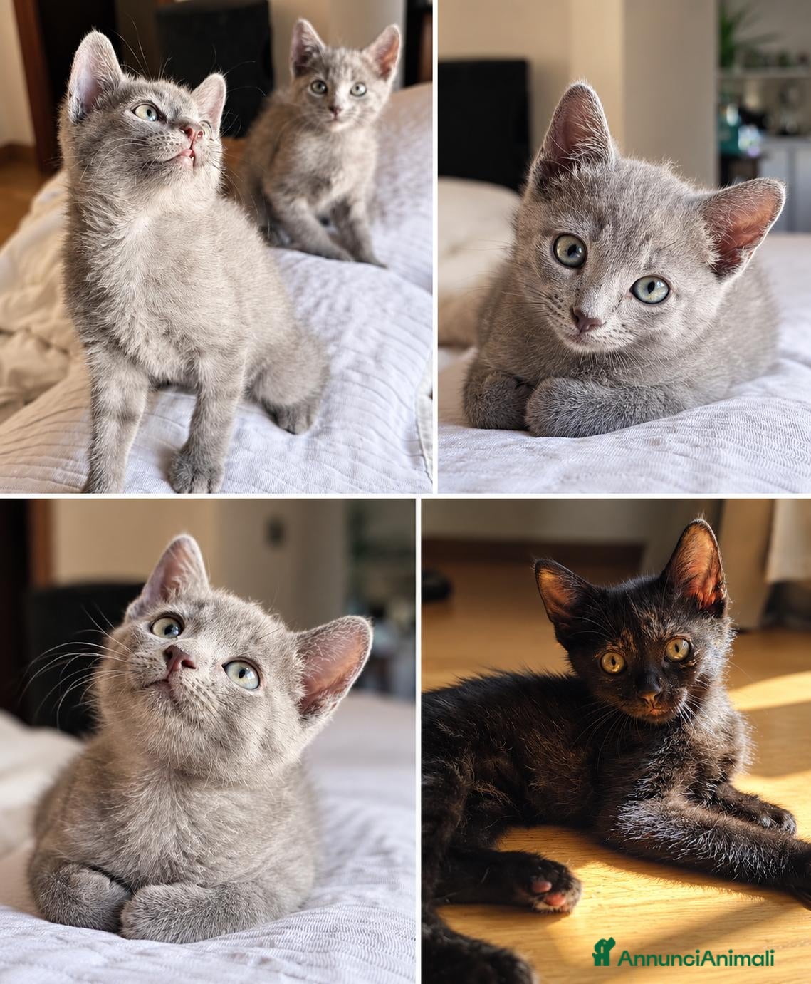 Meticcio gatti Tre dolcissime gattine – due gemelline - Annuncio 14