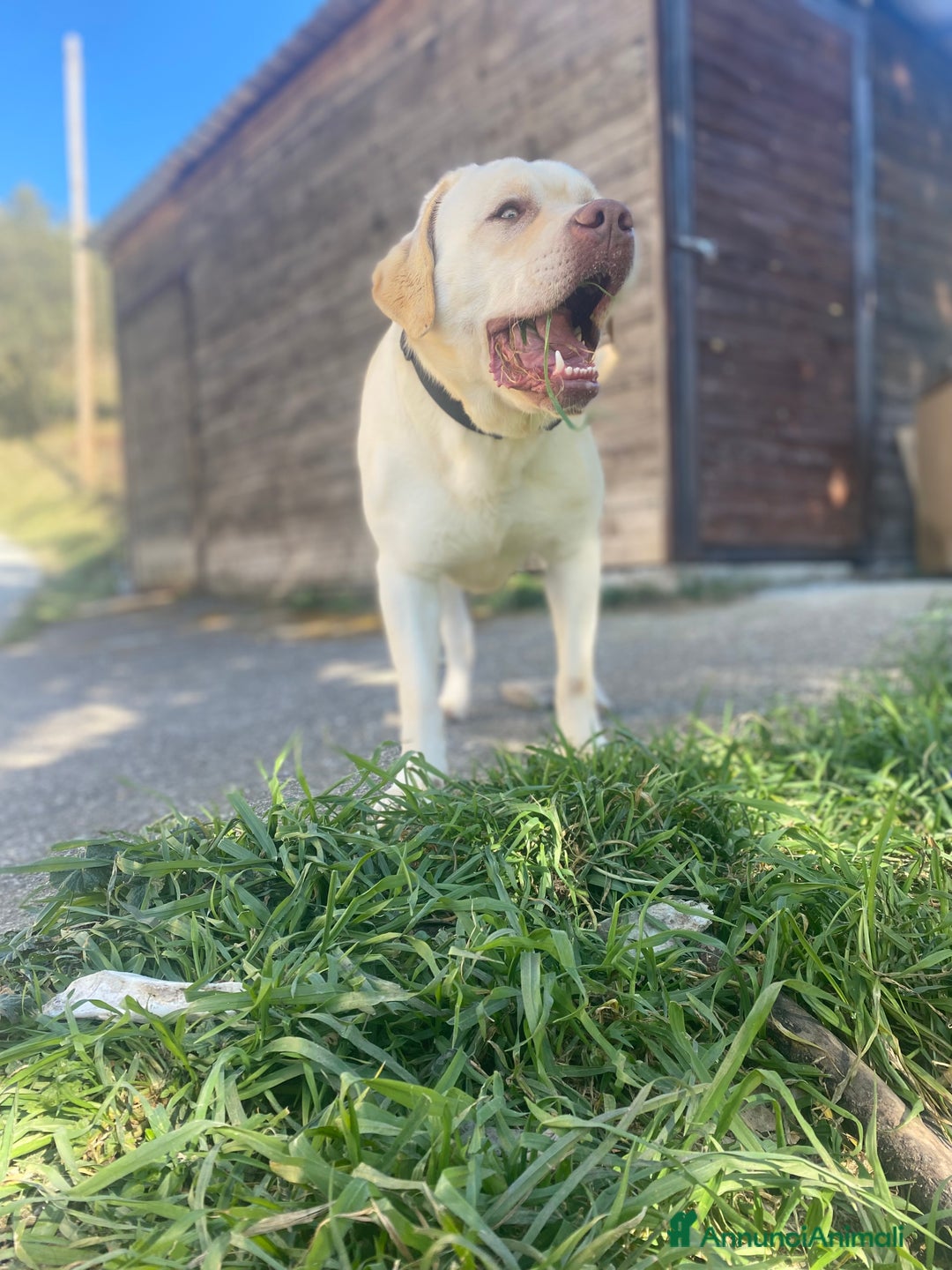 Labrador cani per accoppiamento: Seven cerca fidanzata.🐾🩵 - Annuncio 28
