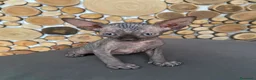 Sphynx gatti in vendita: Cuccioli Sphynks  - Annuncio 3