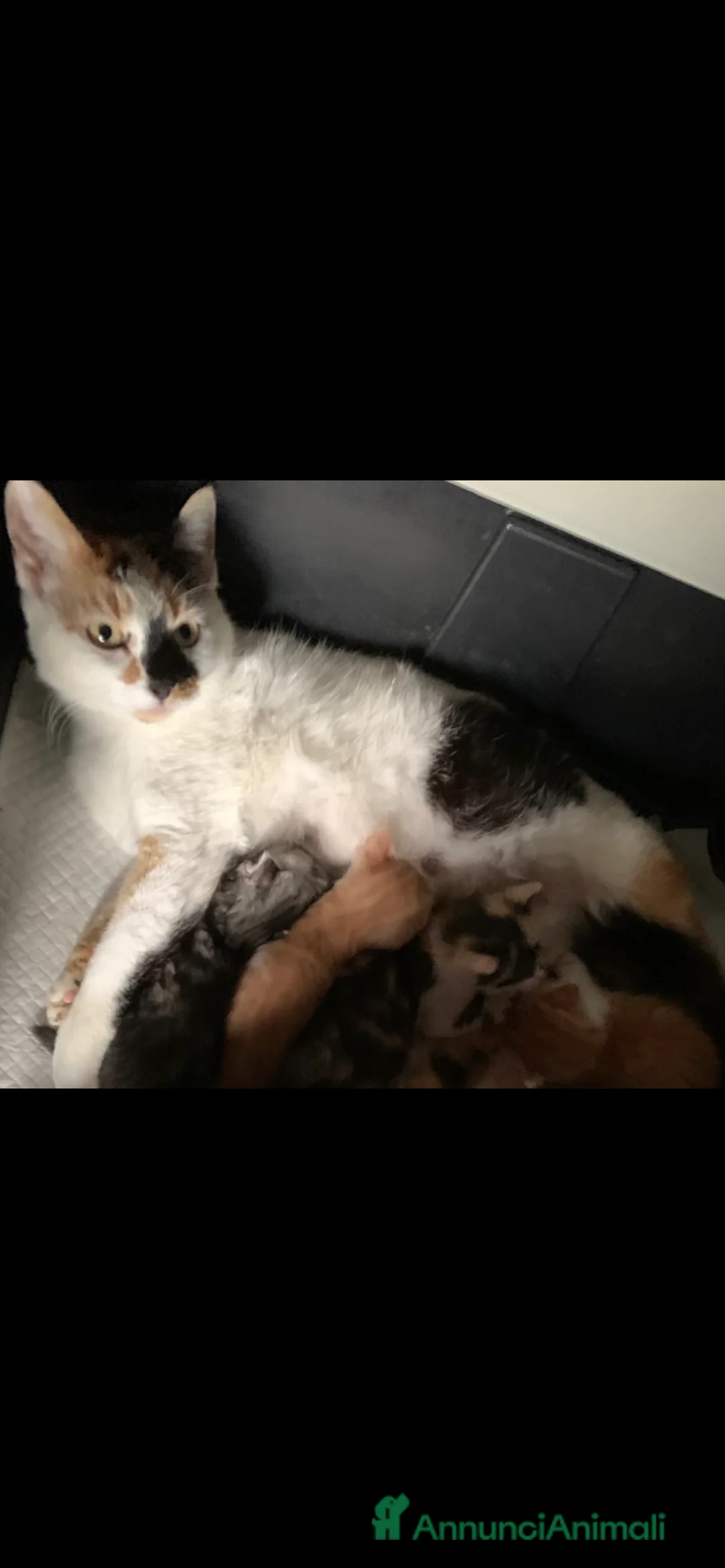 Europeo gatti in regalo: Gattini in regalo  - Annuncio 5