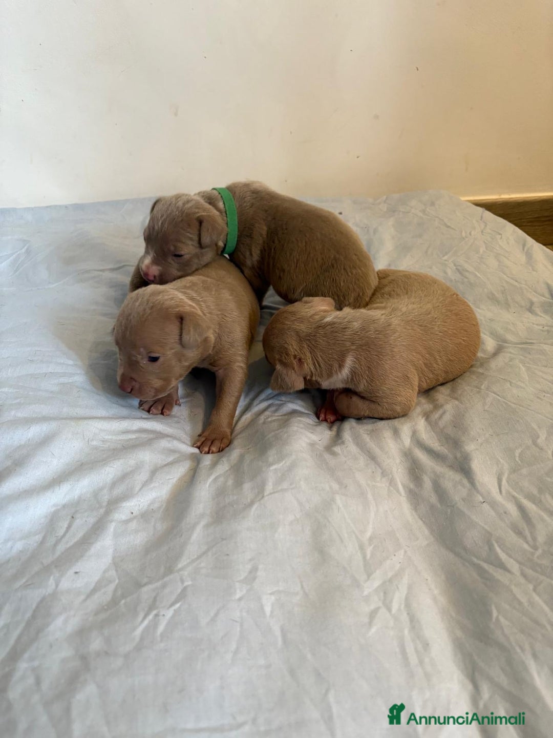 American Bully cani in vendita: American bully xl - Annuncio 9