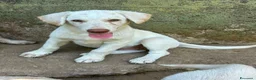 Meticcio cani in regalo: Lumi cerca casa 🏠 - Annuncio 7