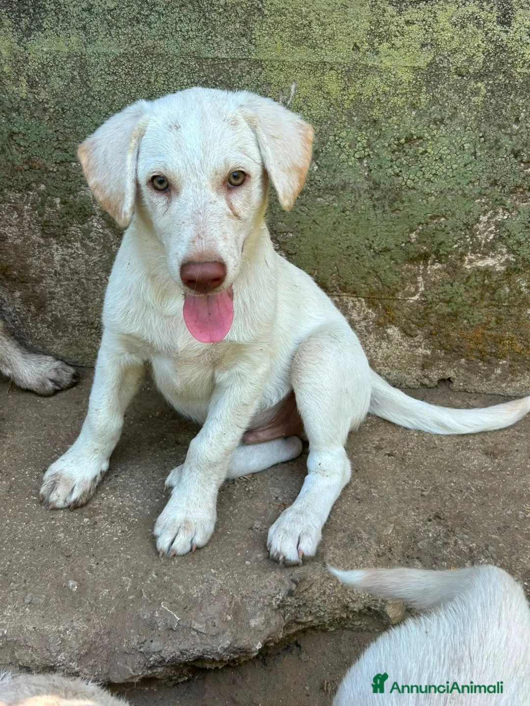Meticcio cani in regalo: Lumi cerca casa 🏠 - Annuncio 7
