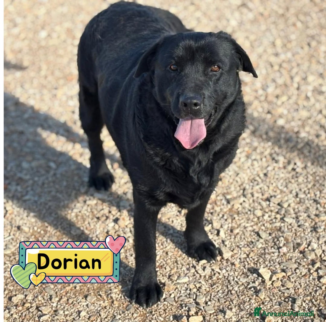 Labrador cani in regalo: DORIAN labrador 3 anni e mezzo cerca casa  - Annuncio 1